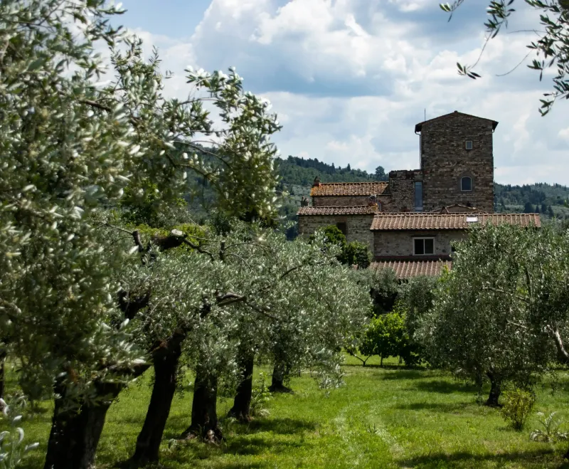 Abbattuti 280 ulivi senza permesso. Maxi multa a Squillace